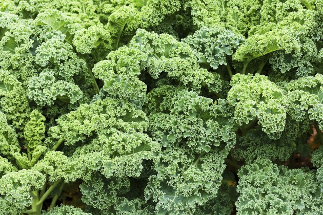 kale