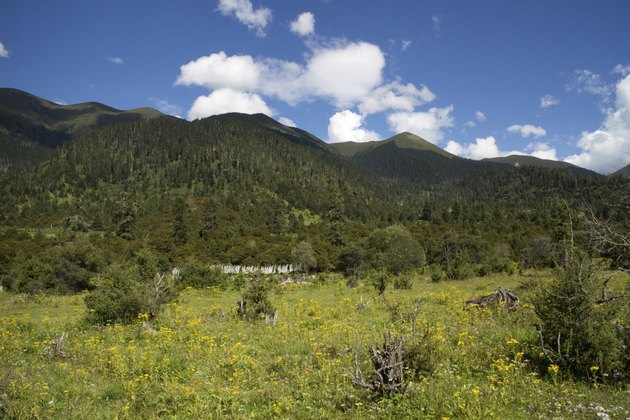 forest view