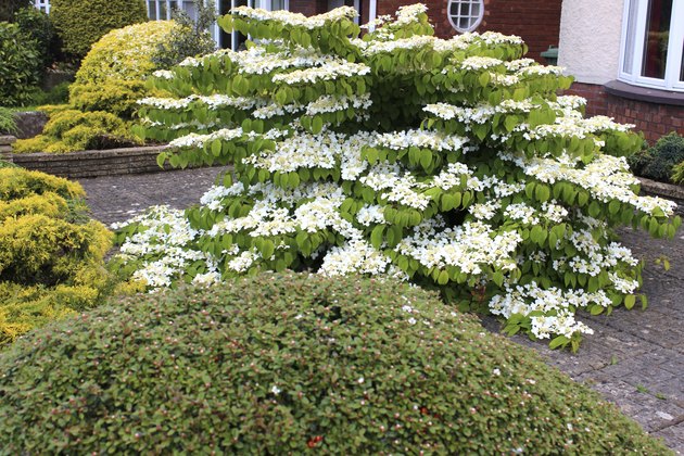 White viburnum flowers on garden shrub (plicatum tomentosum 'Mariesii')
