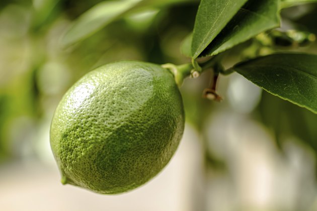Unripe Meyer Lemon on Tree