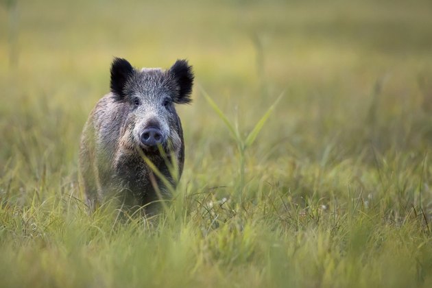 Boar in the wild