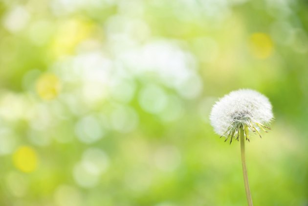 Dandelion on defocused background