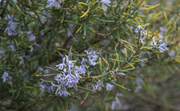 My Rosemary Plants Are Turning Brown | Hunker