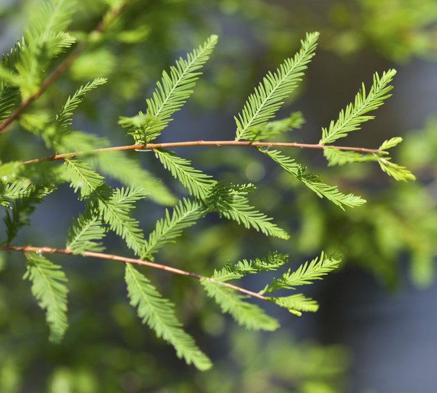 How To Grow A Bald Cypress Tree From Seed Hunker