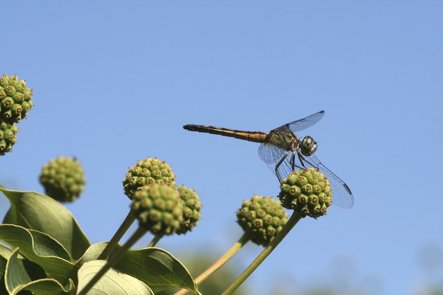 Dragonfly up in a Tree
