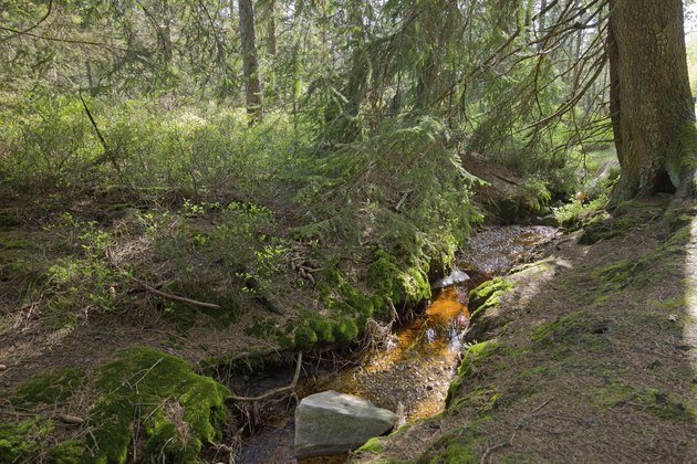 peat bog
