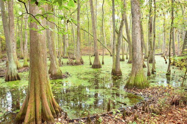 Swamp