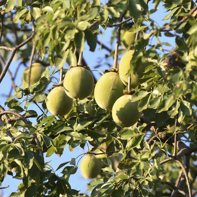 baobab fruits