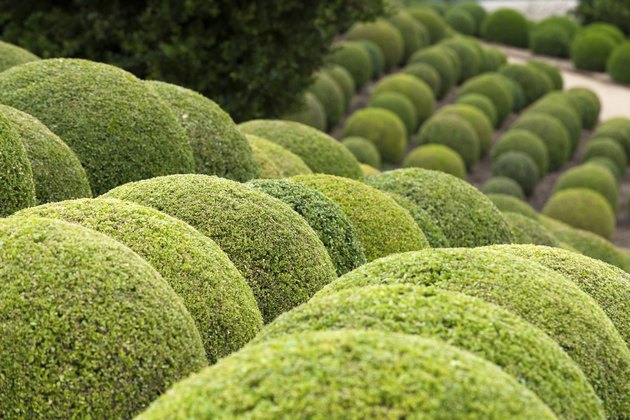 Green garden balls in France
