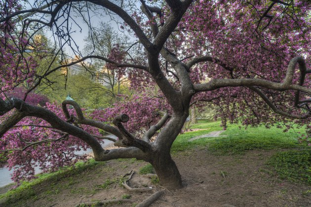 "Central Park, New York City Malus 'Purple Prince'"