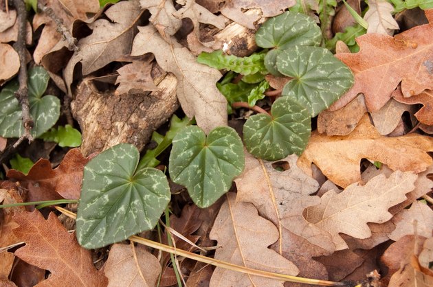 Romantic ivy