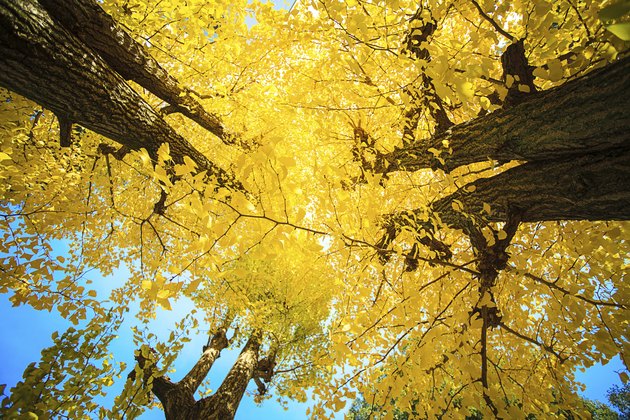 golden leaves at autumn