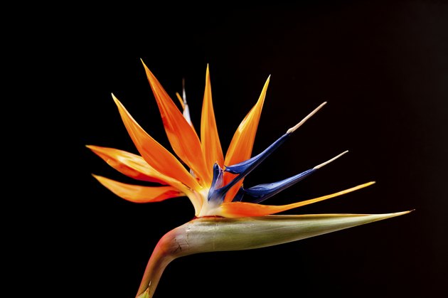 Bird of Paradise