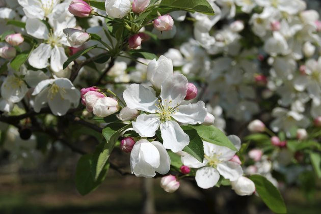 Japanese Crabapple Tree Flowers