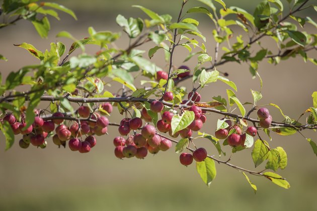 Branch Full Of Crabapples Ripening In The Sunshine
