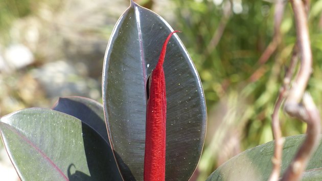 Around our pond - Ficus elastica