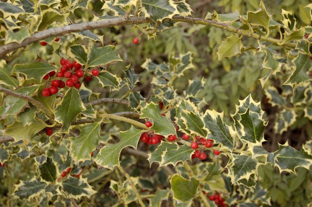 holly