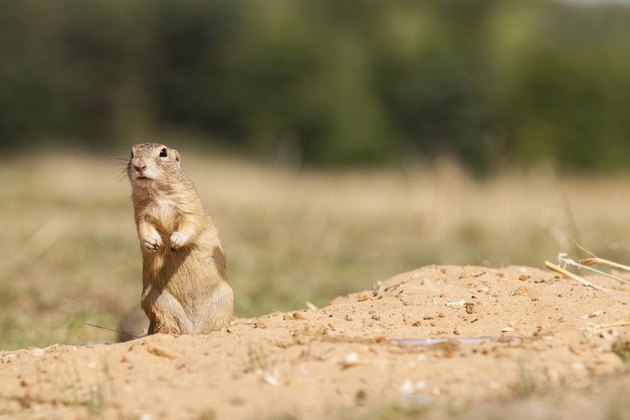 Gopher