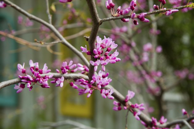 Redbud