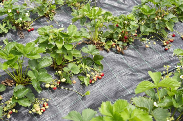 Strawberry field