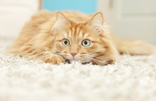 funny fluffy ginger cat lying
