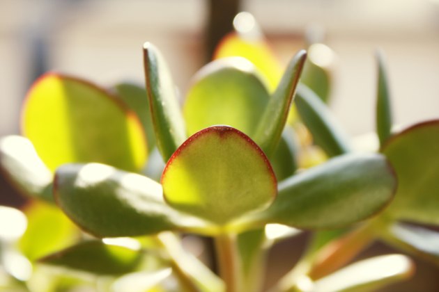 Jade plant
