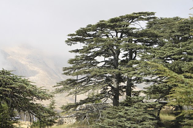 What Do Cedar Tree Seeds Look Like? | Hunker