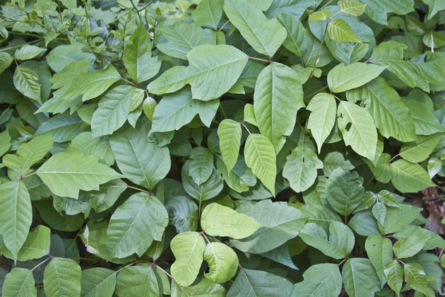 Thriving Poison Ivy
