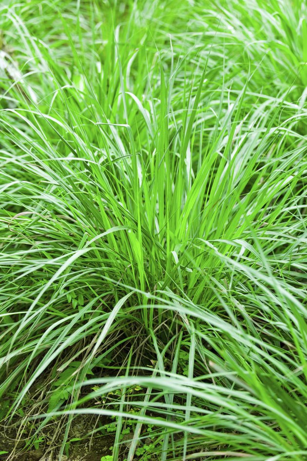 Does Lemon Grass Repel Mosquitoes? | Hunker