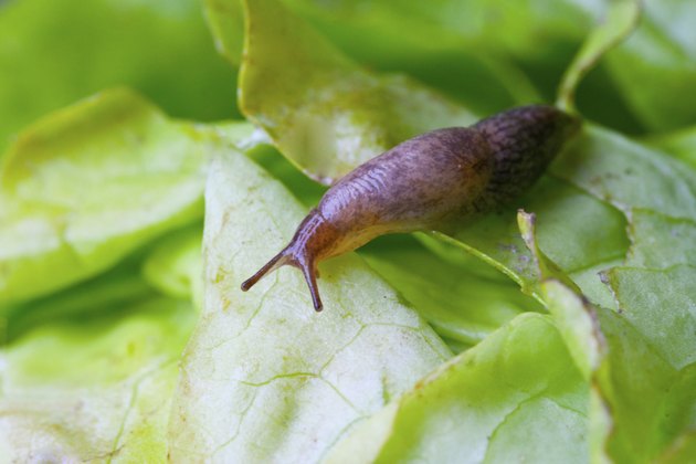 How to Remove Slug Mucus | Hunker