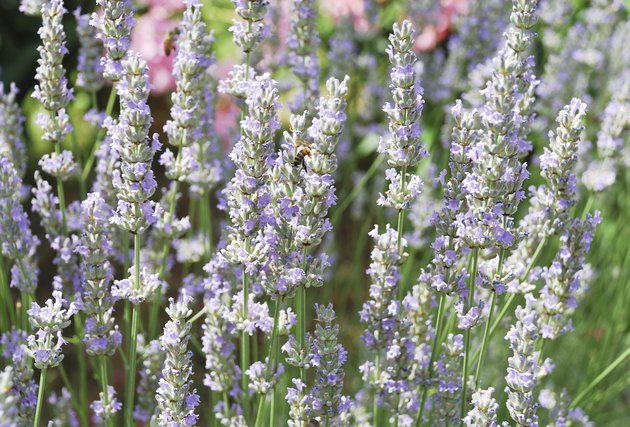 blooming lavender