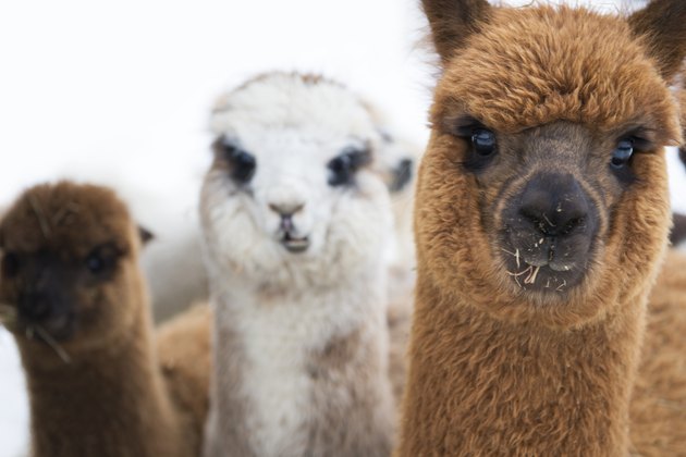 Alpacas eating hay