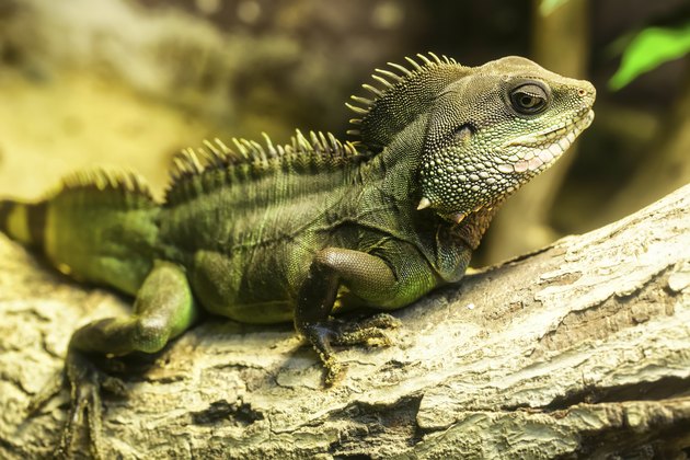 Iguana