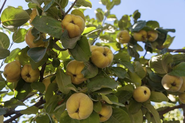 Peaches on the tree