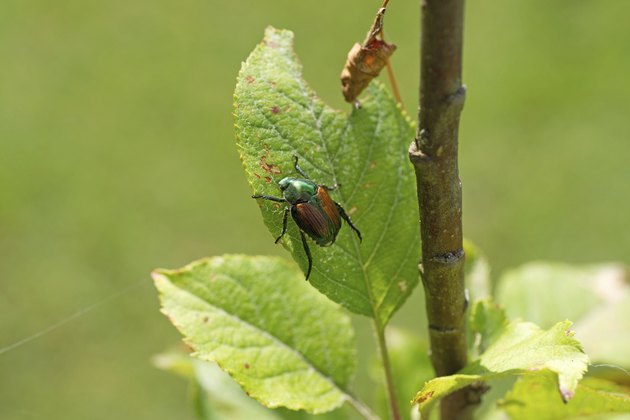 Japanese beetle on apple tree leaf