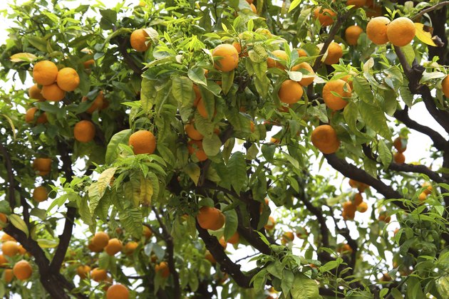 Nice - Orange tree