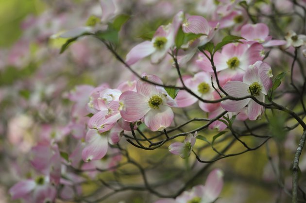 Pink Dogwood
