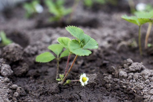 How To Grow Strawberries From Seed Hunker 