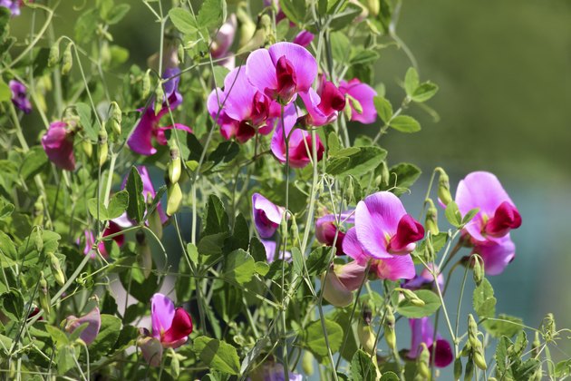 Photo showing a group of pale pink and purple sweet pea flowers growing in a garden, up a wigwam structure made of bamboo canes. The flowers were extremely fragrant and stunning when viewed both as a group and close up. Of note, the Latin name for this particular flowering annual climbing plant is: Lathyrus odoratus.