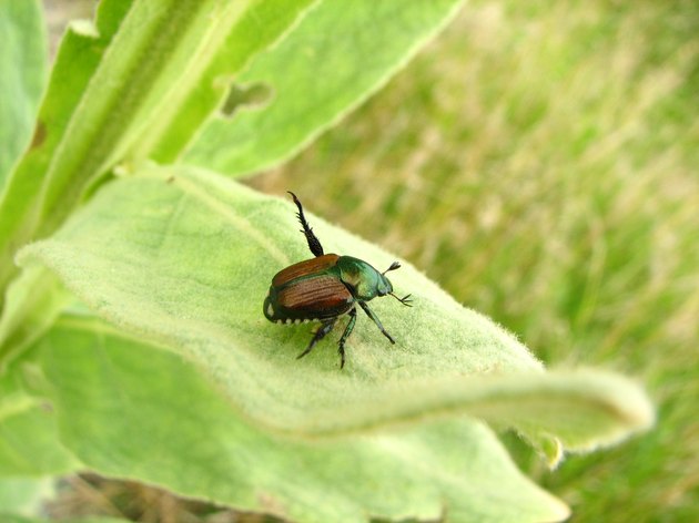 beetle