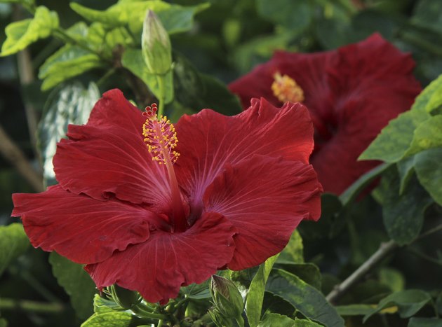 Red Hibiscus