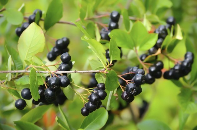 Michigan Wild Berry Plant Identification | Hunker