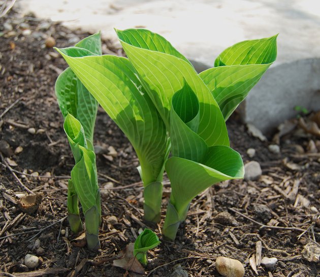 Baby Hostas