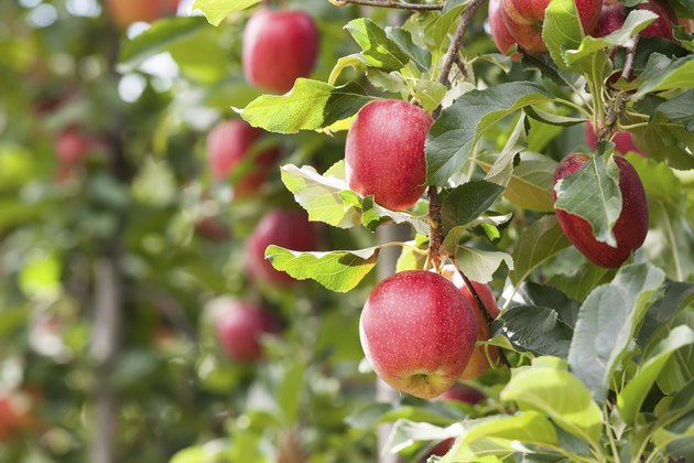 Red Apples
