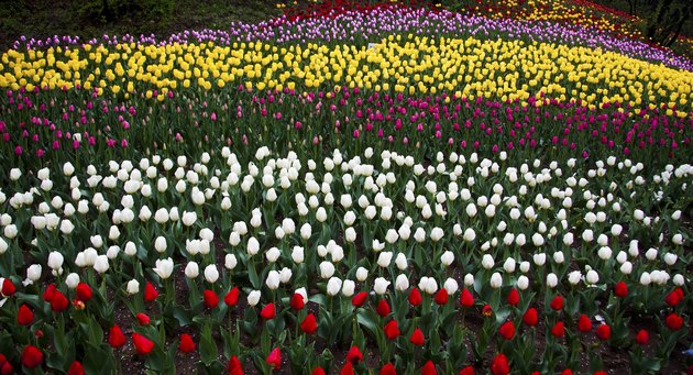 Tulip