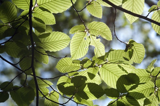 Spring elm leaves