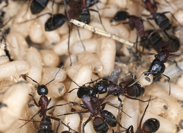 "Carpenter ant, Camponotus herculeanus, rescuing egg behavior, ma"