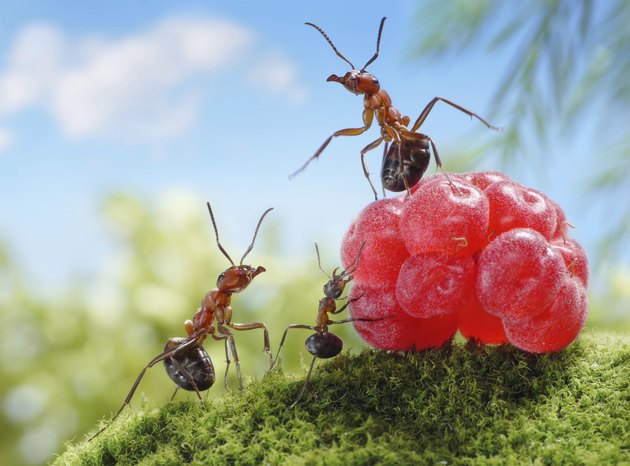 ants and raspberry