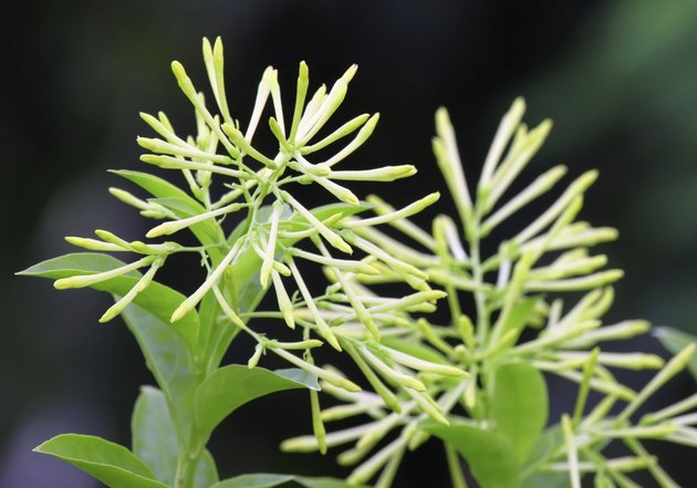 Cestrum nocturnum or Hasna hena