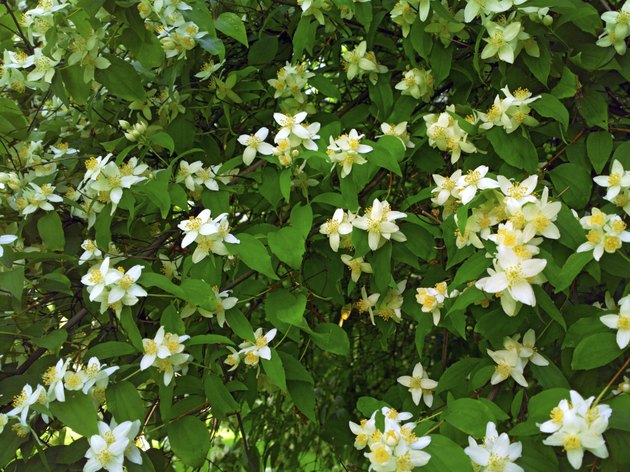 Jasmine.